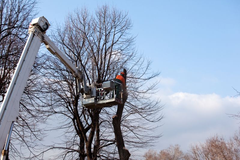 Local Cherry Tree Removal pros at work