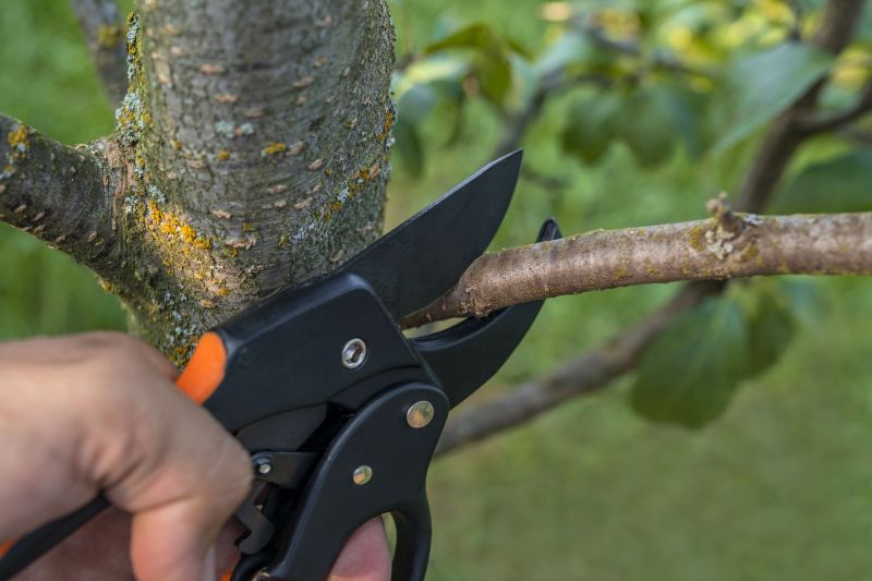 Apple Tree Removal in Duluth, MN