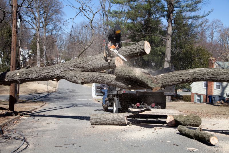Disposal of Tree Debris