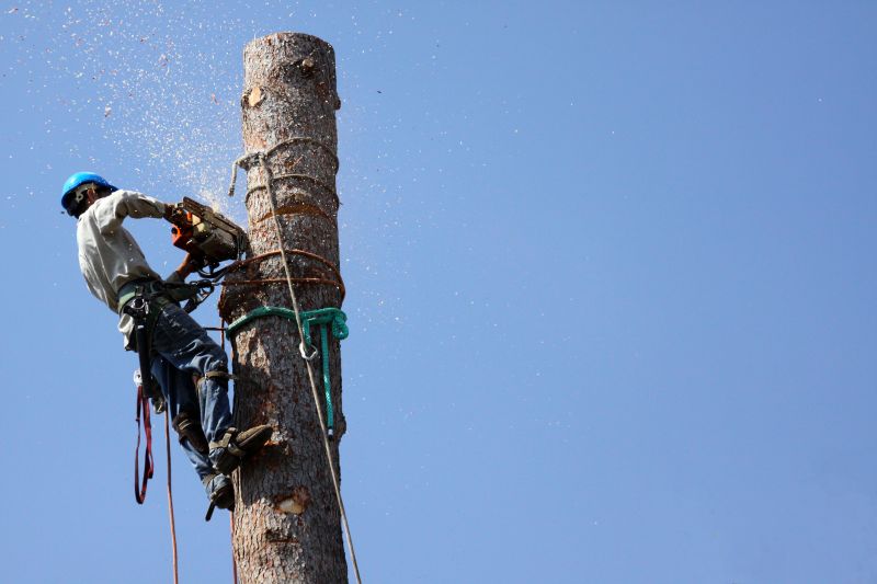 Tree Dismantling with Ropes and Rigging