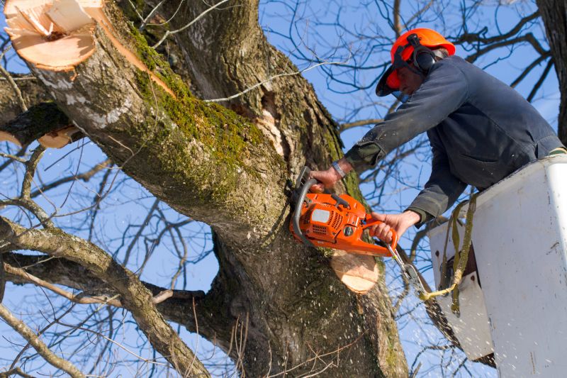 Tree Climbing and Dismantling