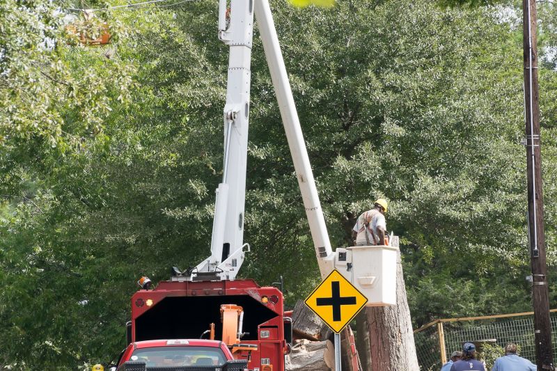 Commercial Tree Removal in Duluth, MN