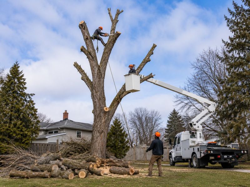 Dead Tree Removal in Duluth, MN