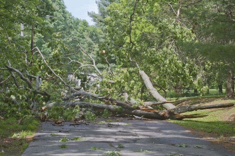 Large Tree on Roadway