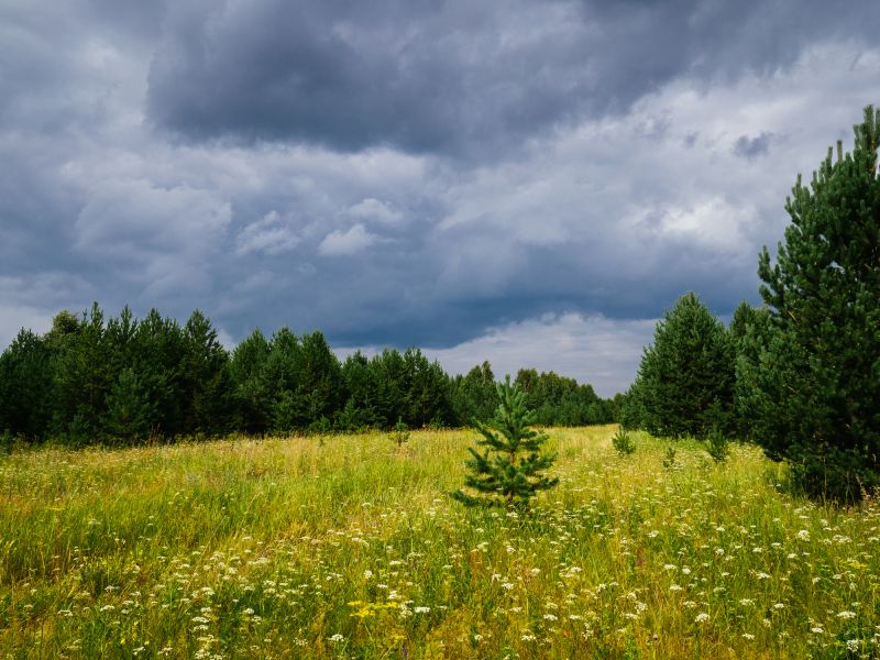 Ground Clearing in Marietta, GA
