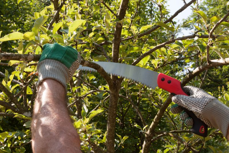 Pear Tree Pruning in Reno, NV