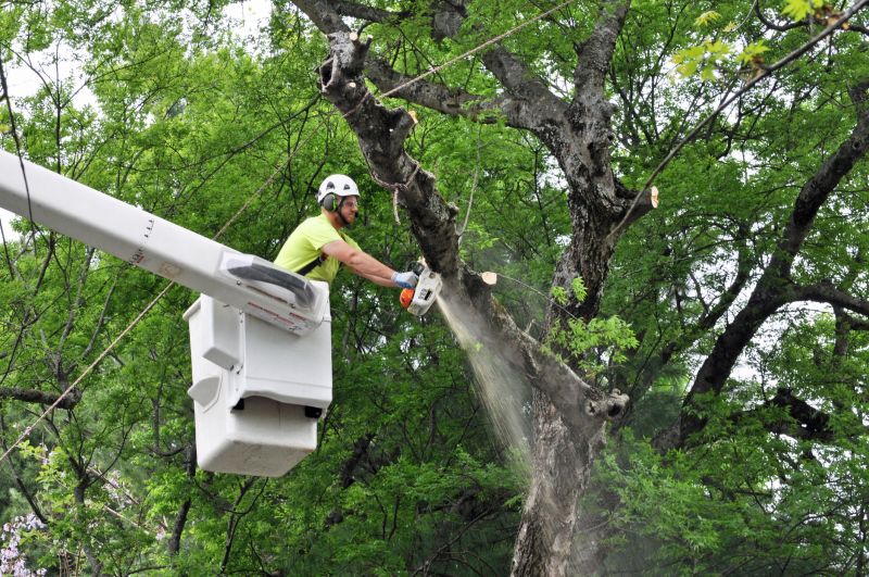Spruce Tree Removal in Montgomery County, PA