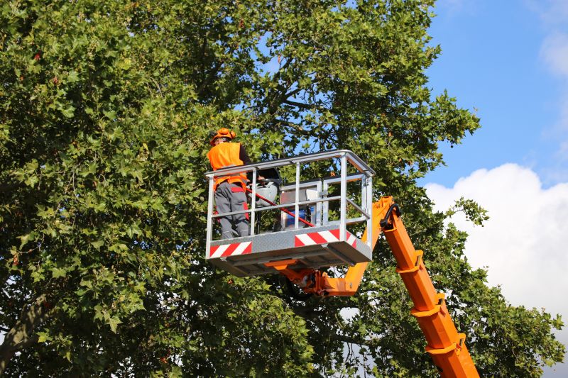 Licensed Arborists